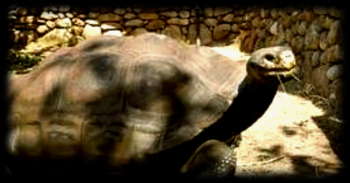 Des tortues géantes des Galápagos font leur retour sur l'île de Floreana après plus de 180 ans