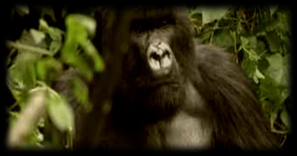 Des touristes français rencontrent les gorilles des montagnes en Ouganda