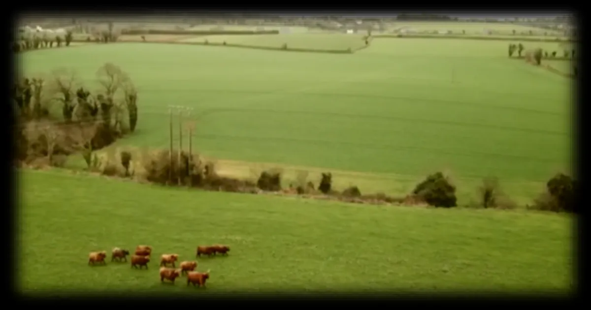 Des vaches anti-incendies : quand l'élevage extensif devient une solution environnementale