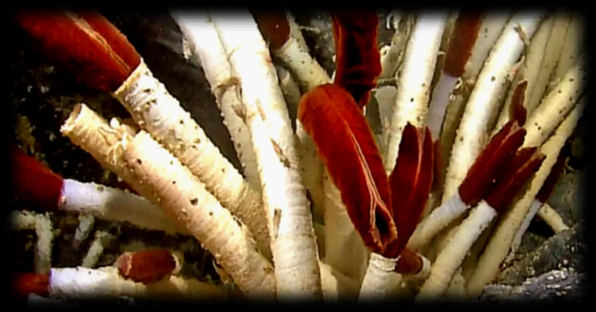 Des vers géants découverts sous la croûte océanique : une révélation scientifique inattendue