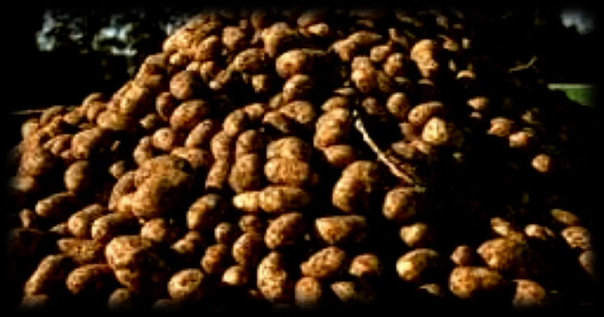 Déséquilibre Offre-Demande: 4 000 tonnes de pommes de terre distribuées gratuitement à Berlin