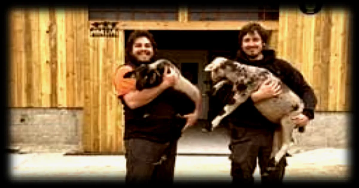 Deux amis bretons reprennent une ferme et elevent 120 brebis en un an