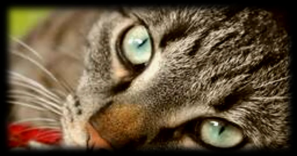 Deux amis sauvent un chat jeté vivant dans un conteneur à poubelles enterré à Tours