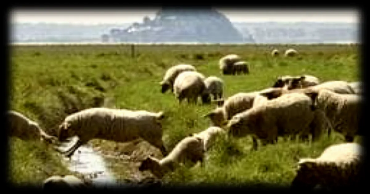 Deux attaques de loups présumées sur des moutons en baie du Mont-Saint-Michel en avril 2026