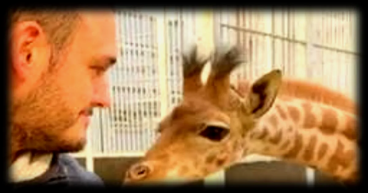 Deux girafons voient le jour avec deux mois d'intervalle au zoo de La Flèche