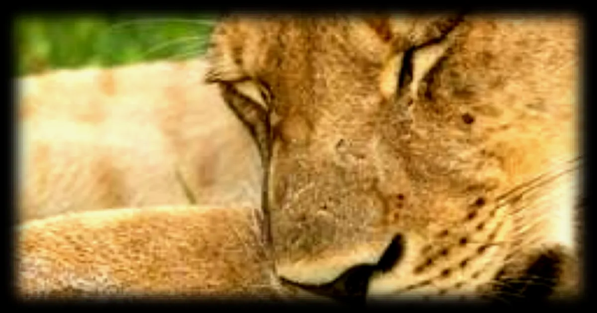 Deux lionnes euthanasiées au zoo de Belfast pour ne pas souffrir de solitude