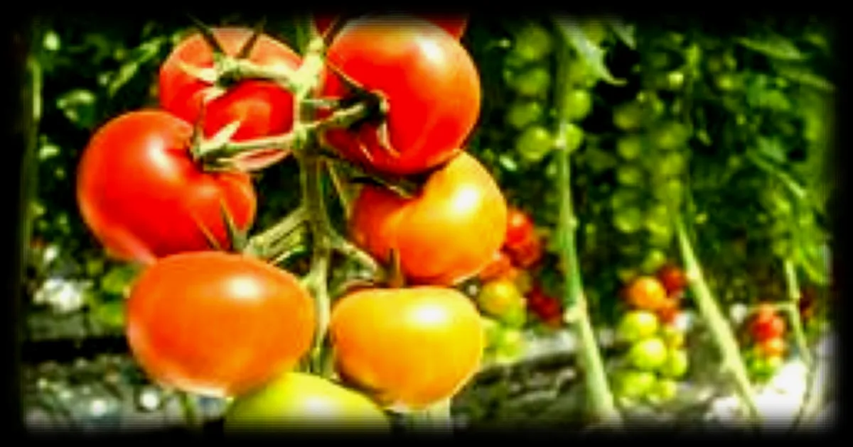 Deux maraîchers de la Drôme condamnés pour utilisation d'engrais interdits