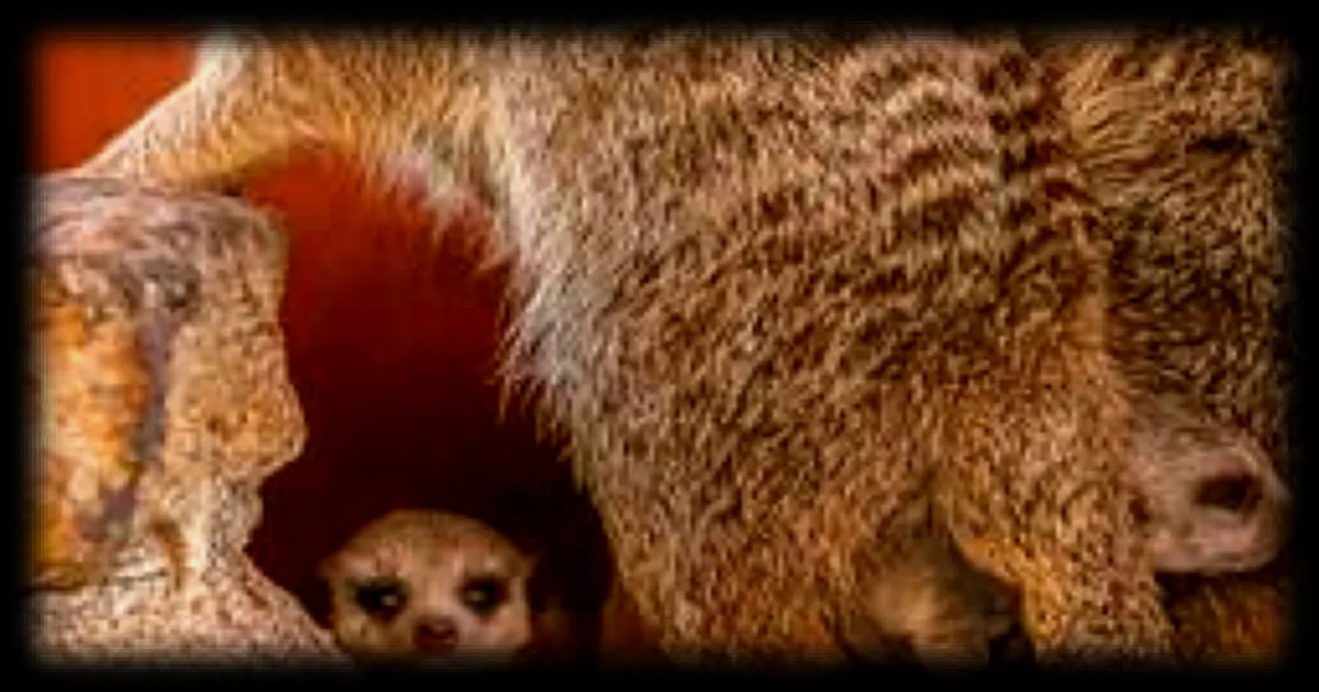 Deux suricates voient le jour pour la première fois au Bioparc de Doué-en-Anjou