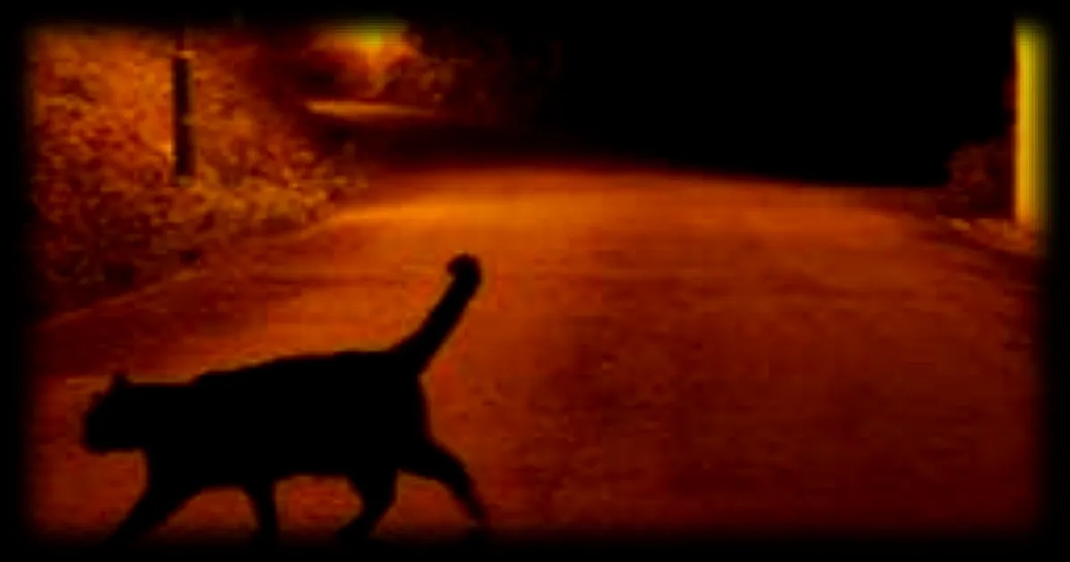 Disparition de la trappe à chats d'une association près d'Angers : un acte de sabotage ?