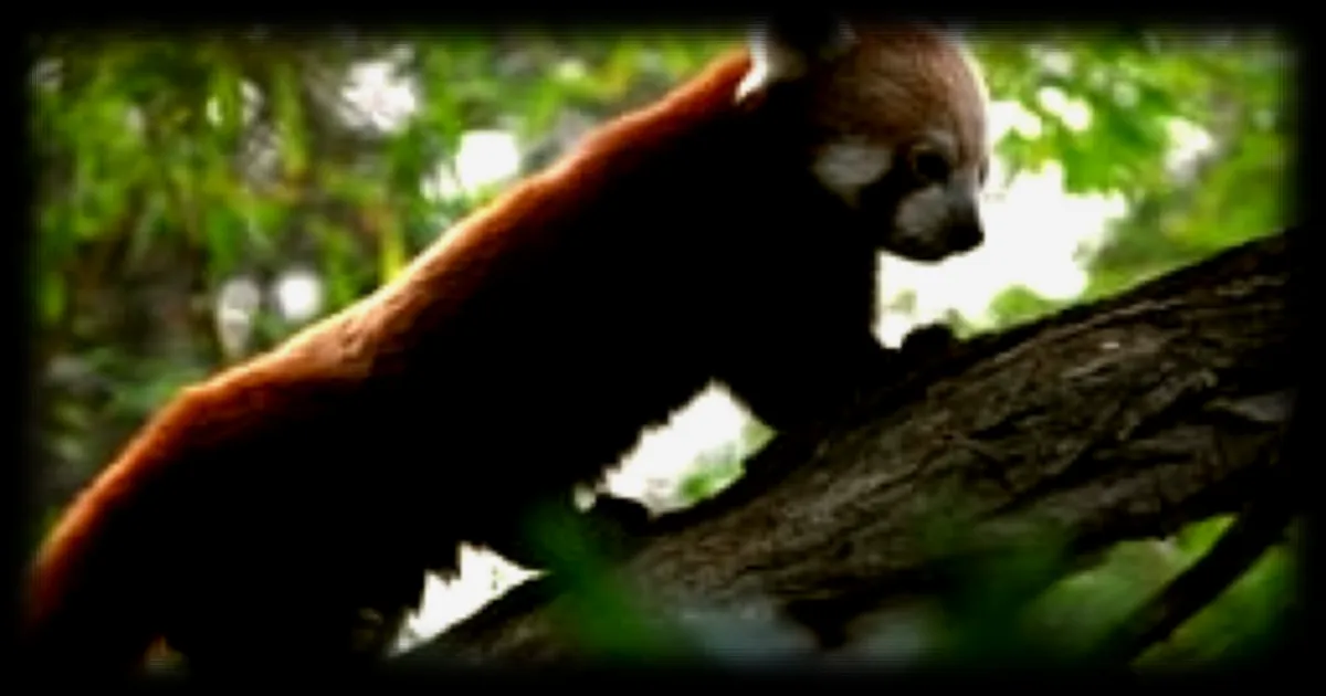 Échappée d'un panda roux au zoo de La Flèche : une sortie éclair maîtrisée par les équipes