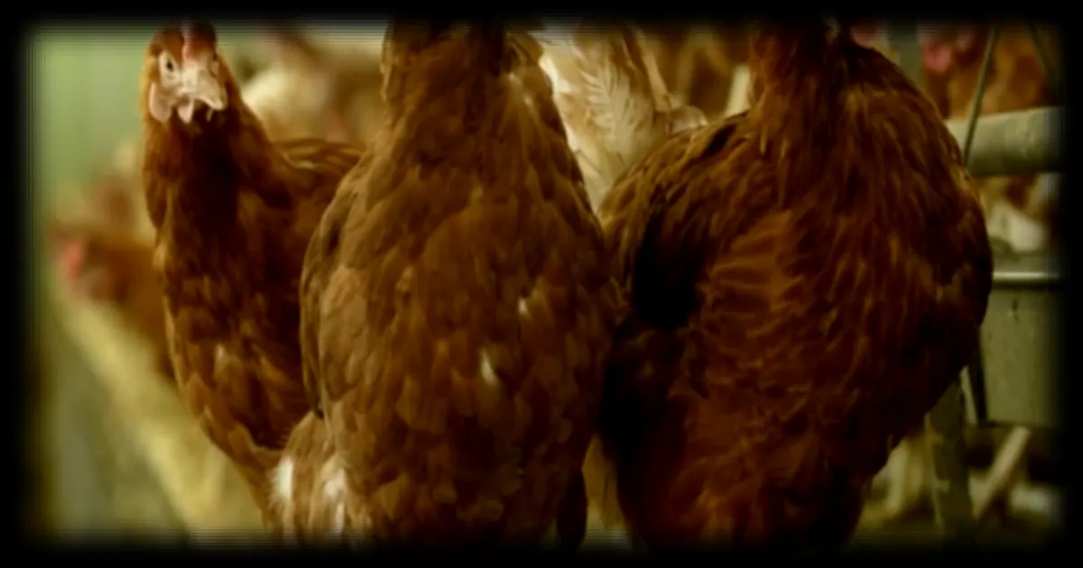 Élevage intensif : des chiffres alarmants sur la souffrance animale