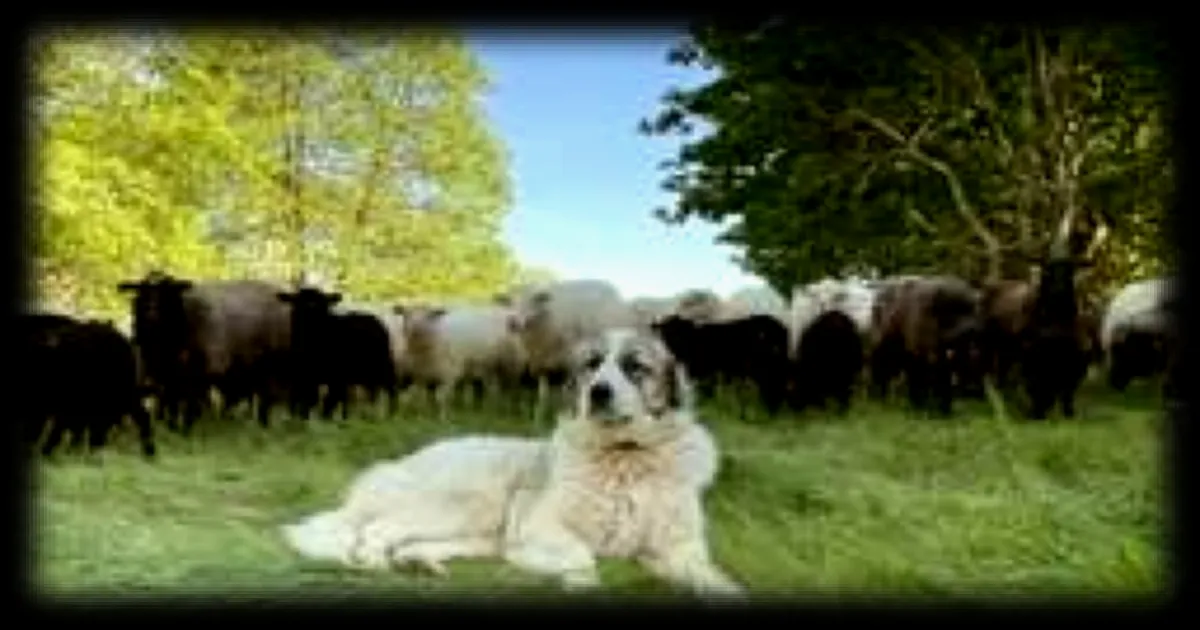 Éleveur à Pornic protège ses brebis avec des chiens patous