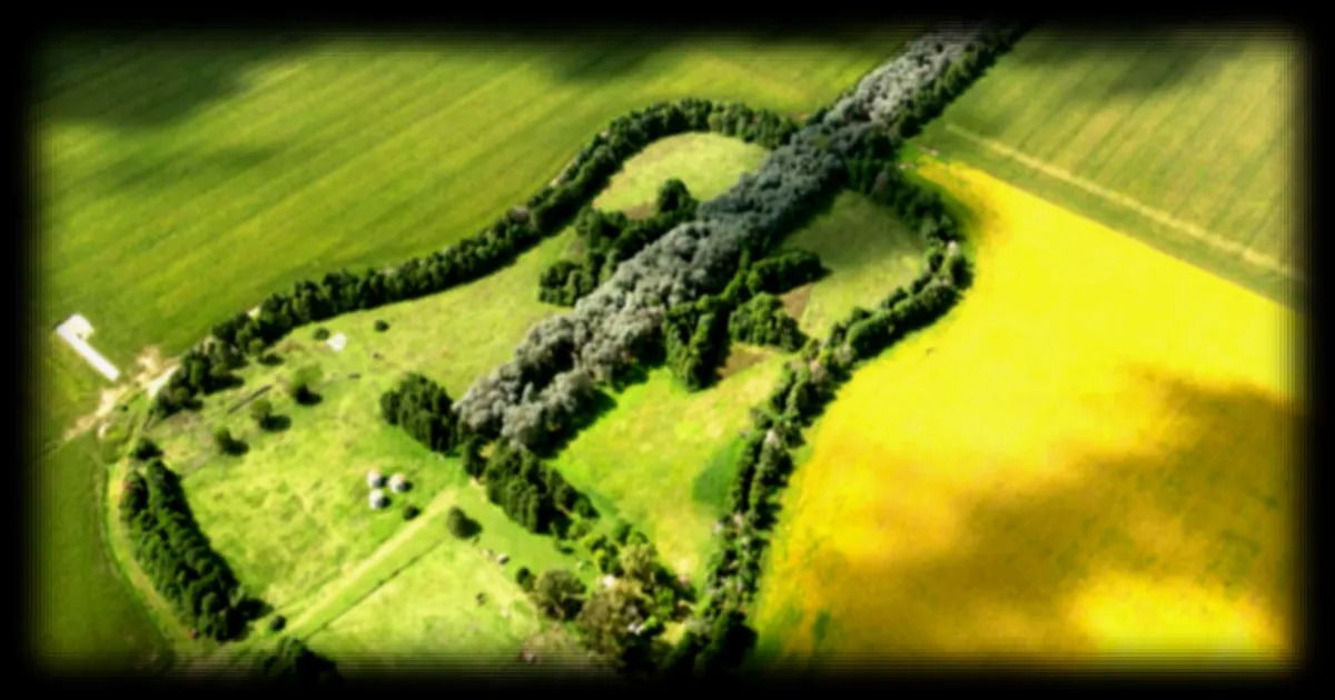En Argentine, un hommage végétal unique : une forêt en forme de guitare dédiée à une épouse disparue