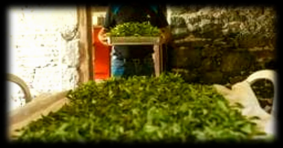 En Bretagne, des théiers qui fleurissent et un thé local vendu jusqu’à 1 000 € le kilogramme