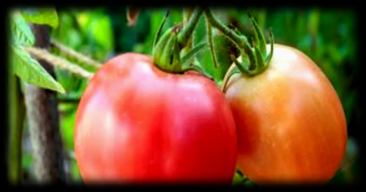 En Bretagne, la coopérative Savéol mise sur les insectes pour protéger ses tomates sans pesticides depuis 40 ans