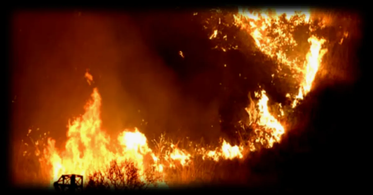 En Calabre, des incendies criminels utilisant des chats comme torches vivantes : les autorités italiennes dénoncent une pratique « inhumaine »