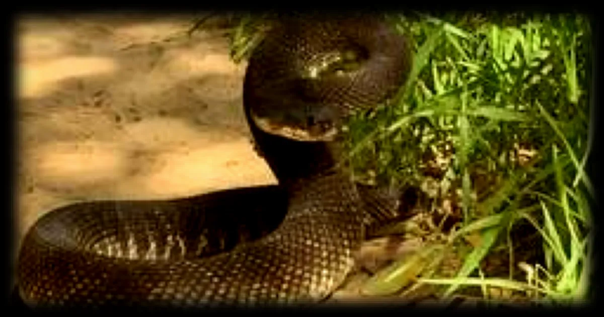 En Californie, les morsures de serpents à sonnette explosent au printemps : trois morts en trois mois