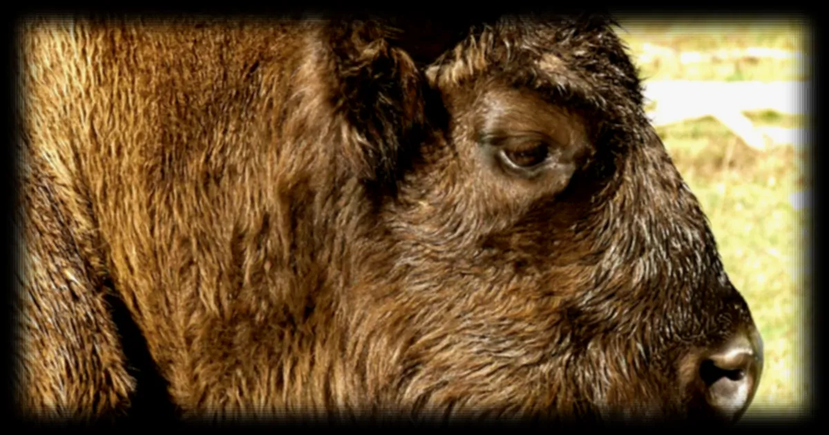 En France, la Réserve Biologique des Monts d'Azur redonne vie à la nature sauvage