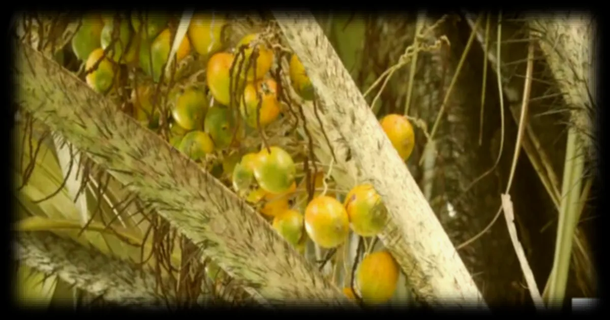 En Guyane, l’awara s’impose comme l’ingrédient star de la saison des graines et des fêtes pascales