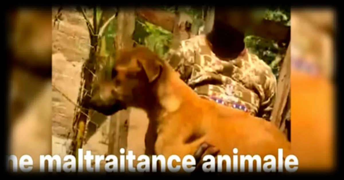 En Ouganda, une arnaque aux dons en ligne instrumentalise des chiens maltraités sur TikTok