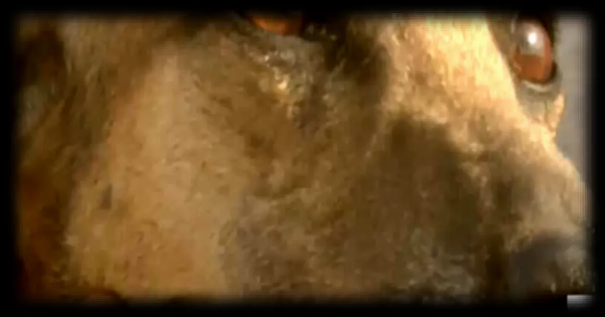 En Tunisie, la mobilisation pour sauver les races de chiens et chevaux berbères