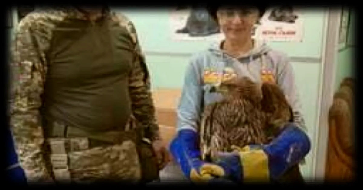 En Ukraine, Veronica Konkova sauve les oiseaux blessés par les combats