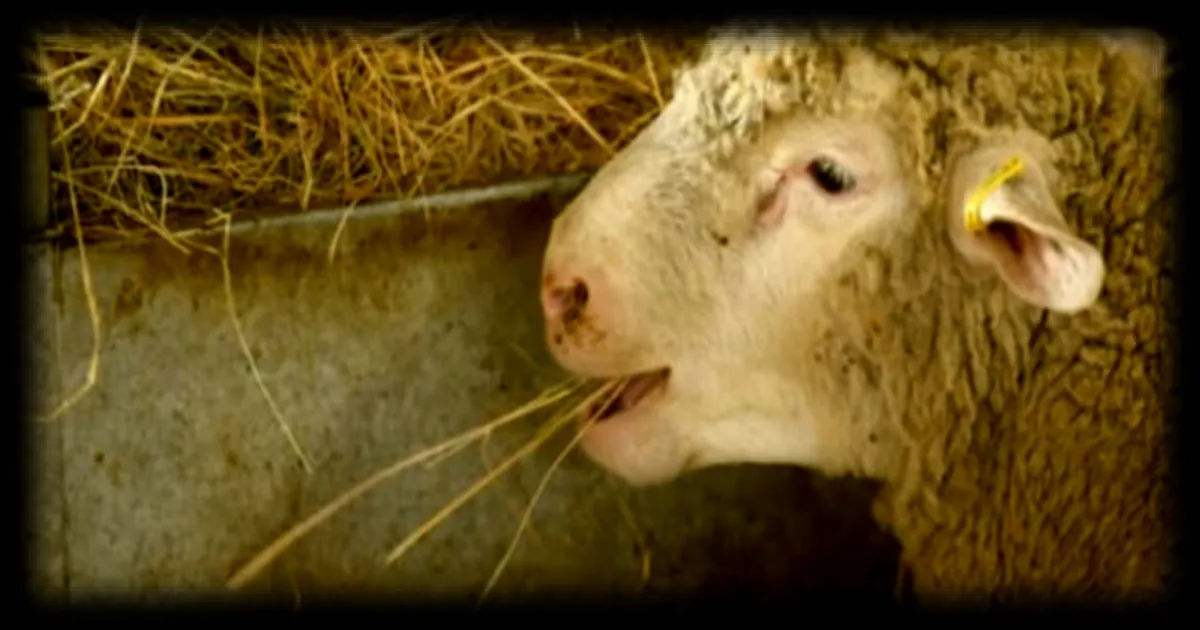 Enquête ouverte suite à la découverte de 40 moutons morts en Moselle