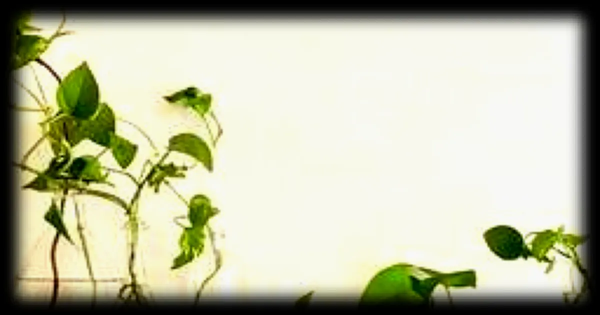 Envie de verdure chez vous ? Optez pour le clonage de vos plantes d'intérieur !