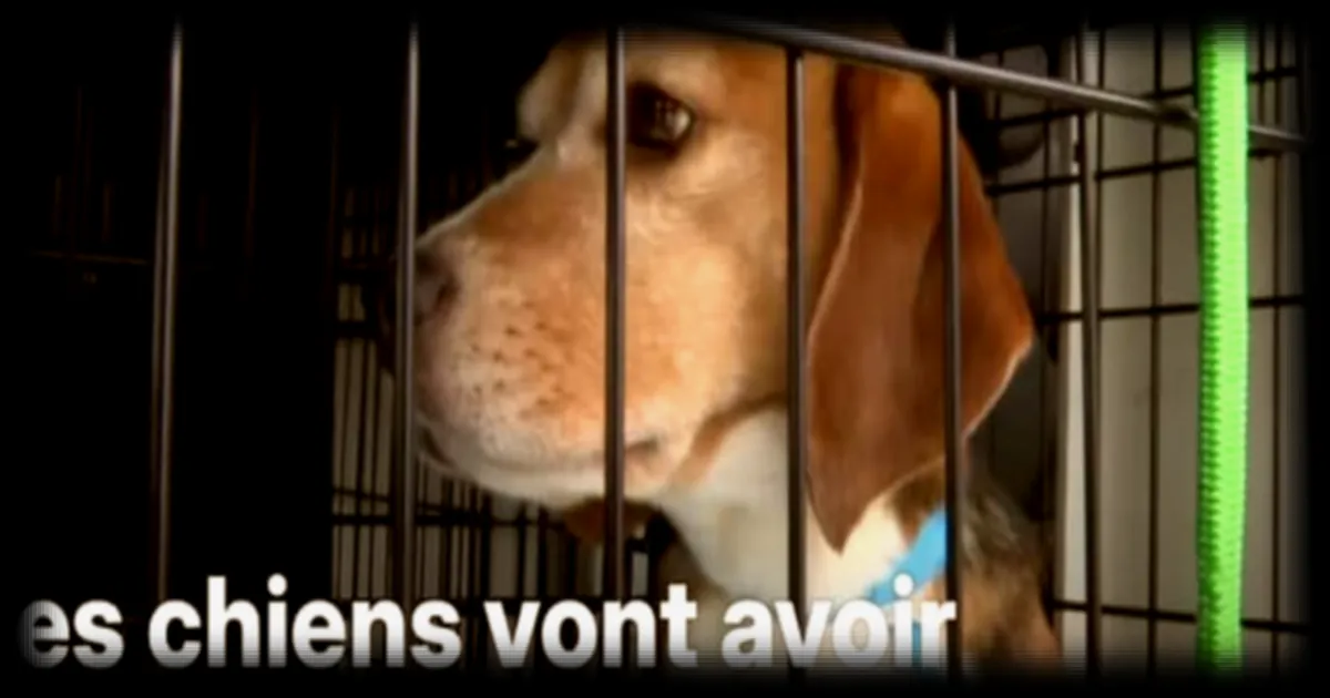 États-Unis : 1 500 beagles sauvés d'une mort certaine grâce à une opération d'envergure