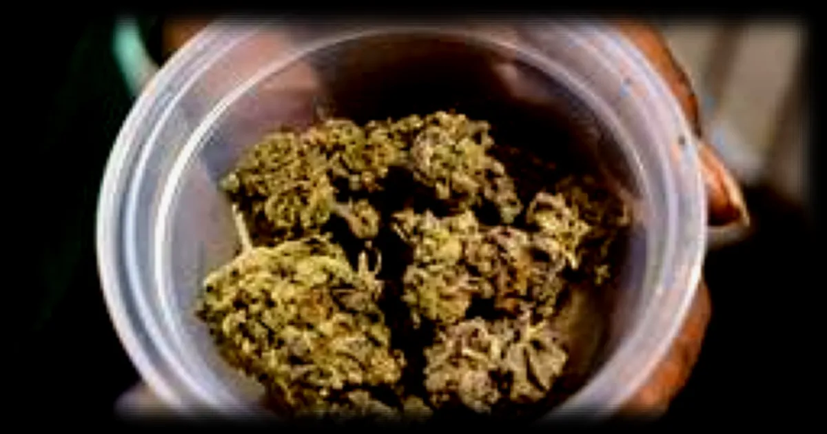 États-Unis : le gouvernement Trump reclassifie le cannabis en catégorie 3, une décision majeure pour son usage médical