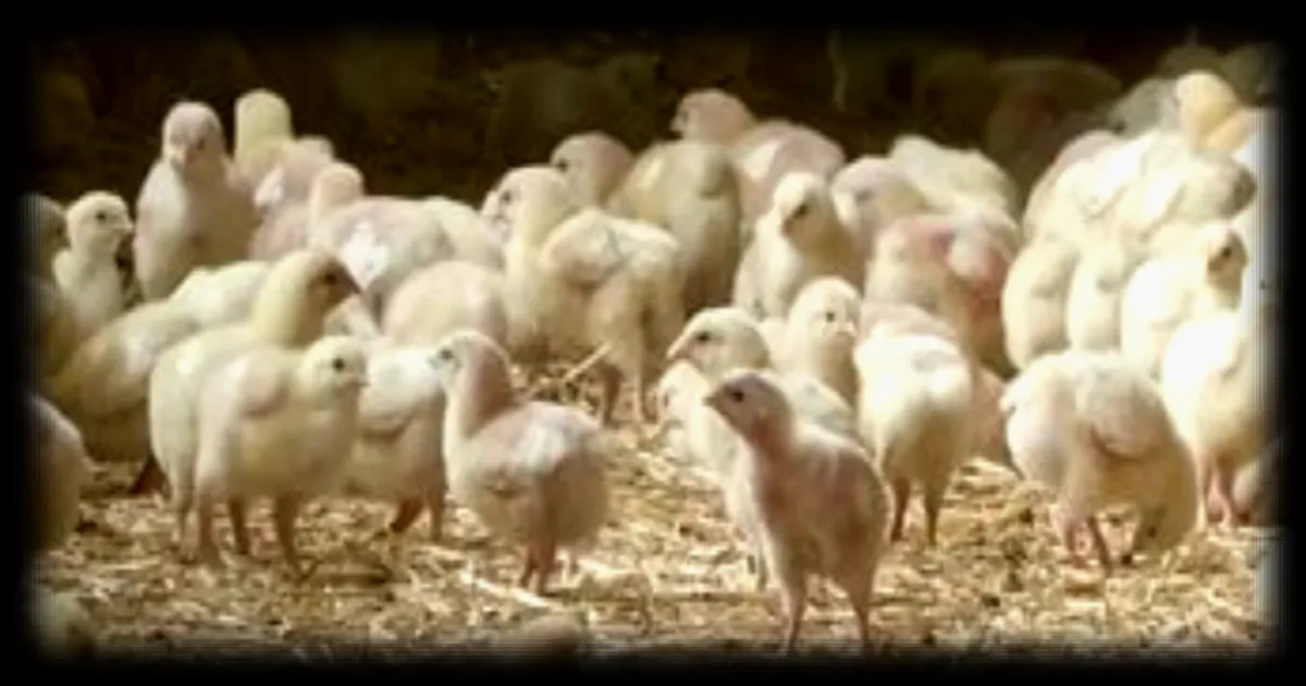 Face à la demande record en poulet, l’élevage intensif relance le débat sur les méga-poulaillers
