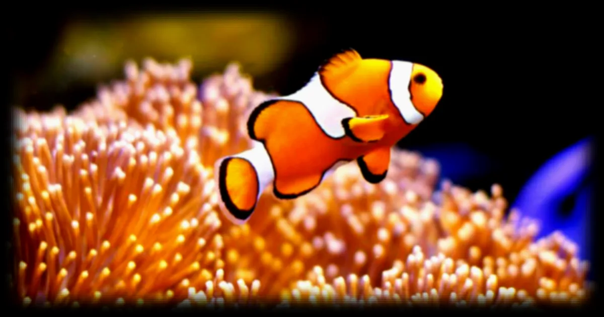 Face aux canicules marines, les poissons-clowns réduisent leur taille pour survivre