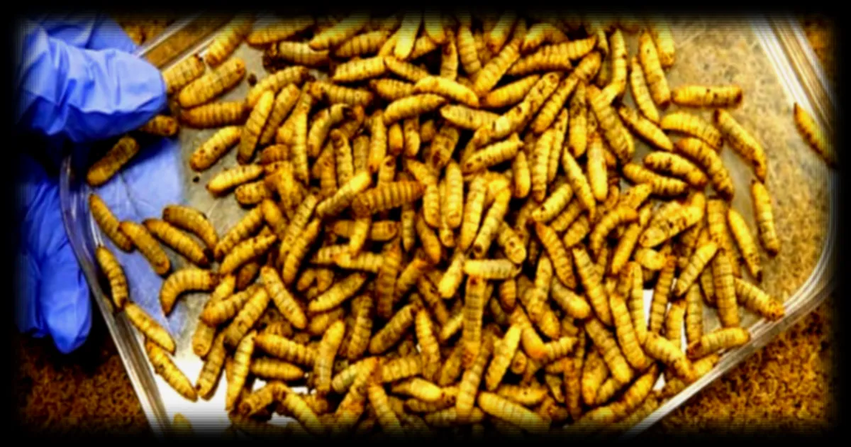 Faillite d'Ynsect : l'élevage industriel d'insectes en France à un carrefour