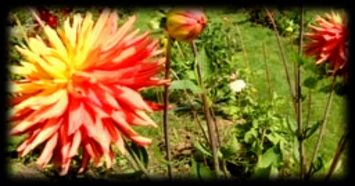 Festival des dahlias à Coutances : 10 000 plantes à découvrir jusqu'au 27 septembre