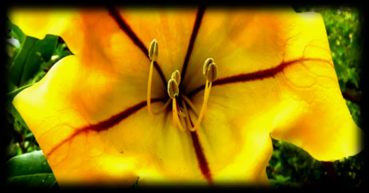 Fleur fascinante de la Côte d'Azur : la Solandra Maxima, une merveille botanique à la Villa Ephrussi de Rothschild