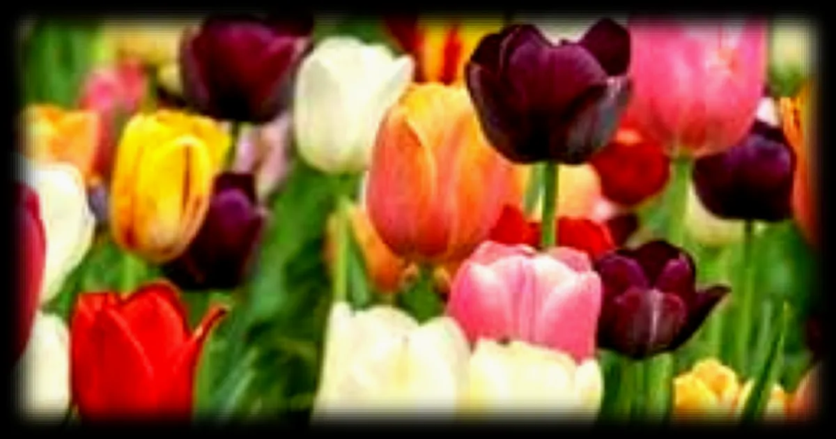 Floraison des tulipes à Jonquières : un spectacle enchanteur jusqu'au 6 avril