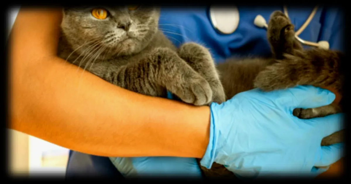 Floride : un chat découvre deux nouveaux virus via ses proies, selon Futura Sciences