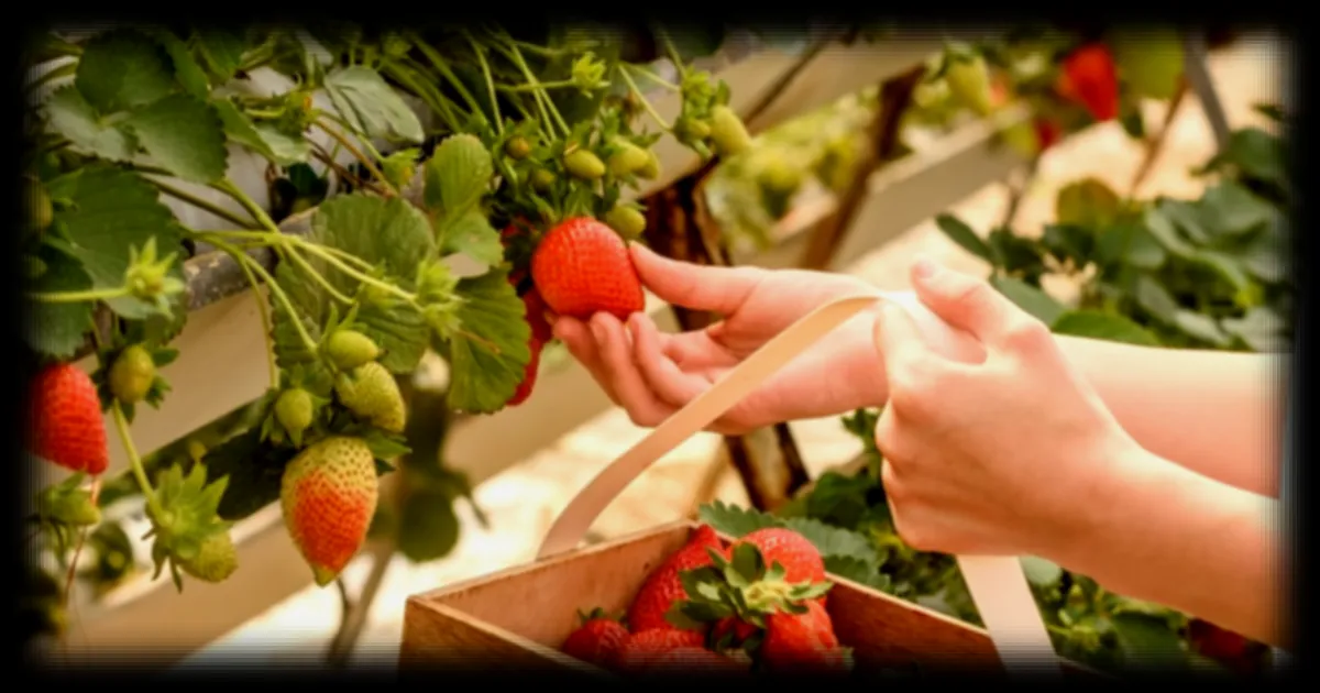 Fraises sauvages : un parasite à éviter lors de la cueillette