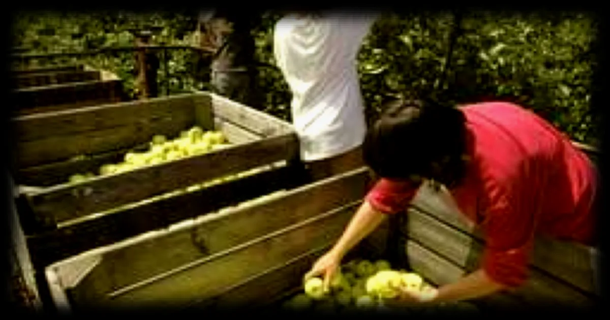 France Travail devoile une feuille de route pour faciliter le recrutement dans le secteur agricole