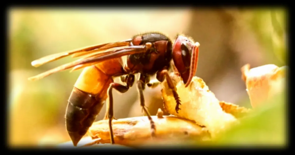 Frelons asiatiques : 4 signes pour identifier un nid dans votre jardin