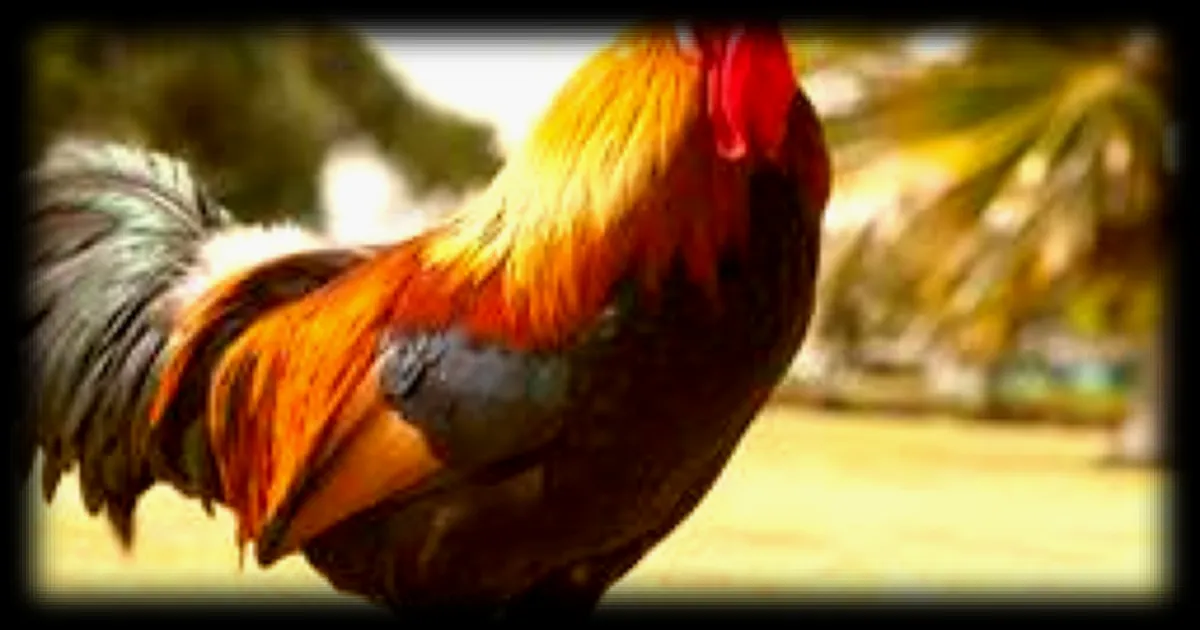 Gers : l'accord pour faire taire un coq annulé par la justice, une décision jugée impossible à appliquer