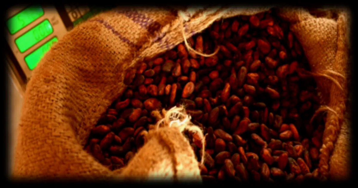 Ghana : le régulateur du cacao accuse certains acteurs du secteur de contrebande
