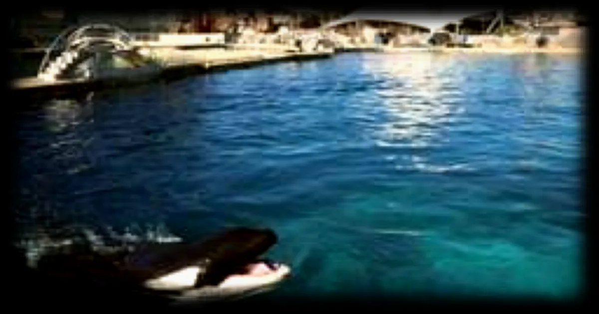Gouvernement français propose le transfert des deux dernières orques de Marineland vers les Canaries