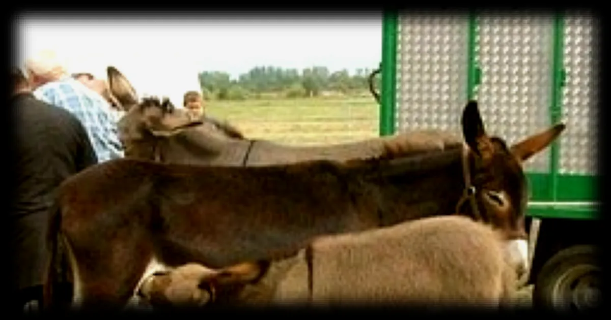 Grande Fête de l’Âne et du Cheval ce dimanche à Triaize en Vendée