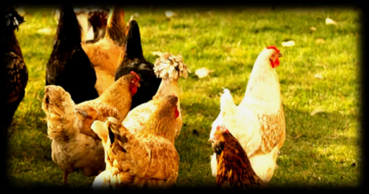 Grippe aviaire : l'agroécologie comme solution pour prévenir les zoonoses