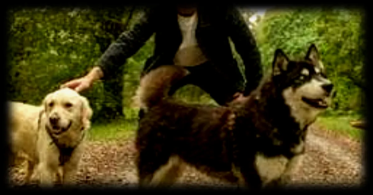 Hypertypes et maltraitance : Hugo Clément explore les dérives du marché des chiens de race dans « Sur le Front »