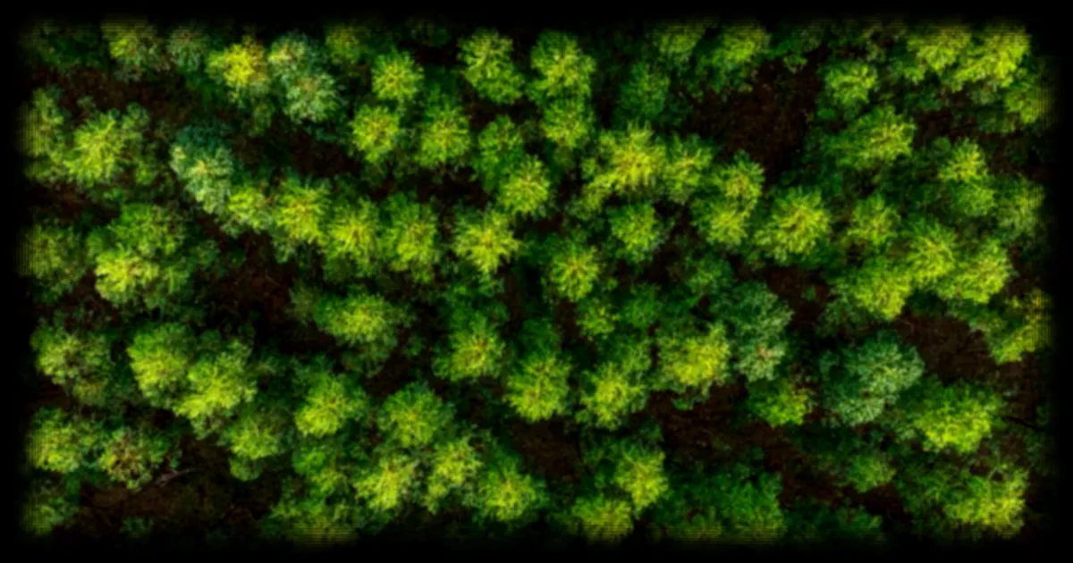 Impact de la déforestation sur la météo : une étude brésilienne démontre des conséquences immédiates