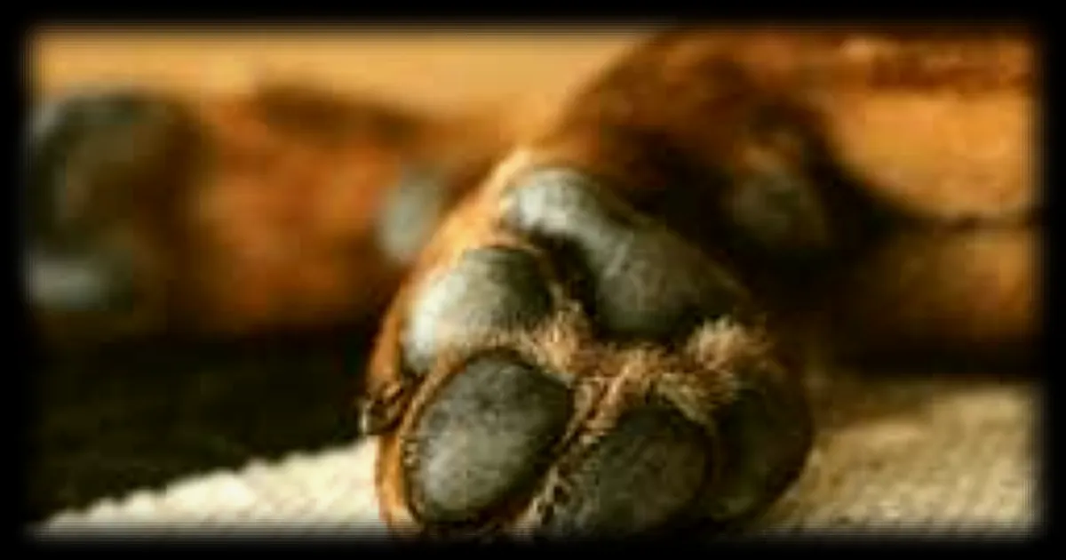 Incendie à Neuville-Vitasse : un enfant de 9 ans sauve sa sœur et son chien grâce aux conseils de son père pompier