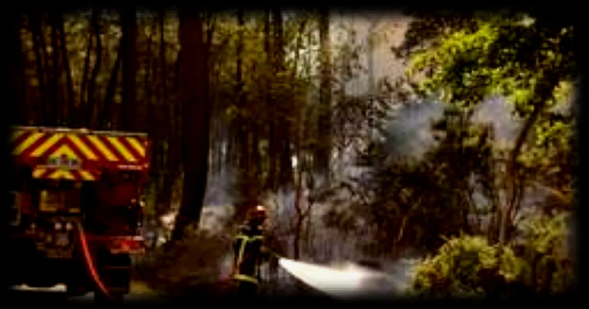 Incendie dans une forêt privée en Sarthe : 8 000 m² de résineux calcinés