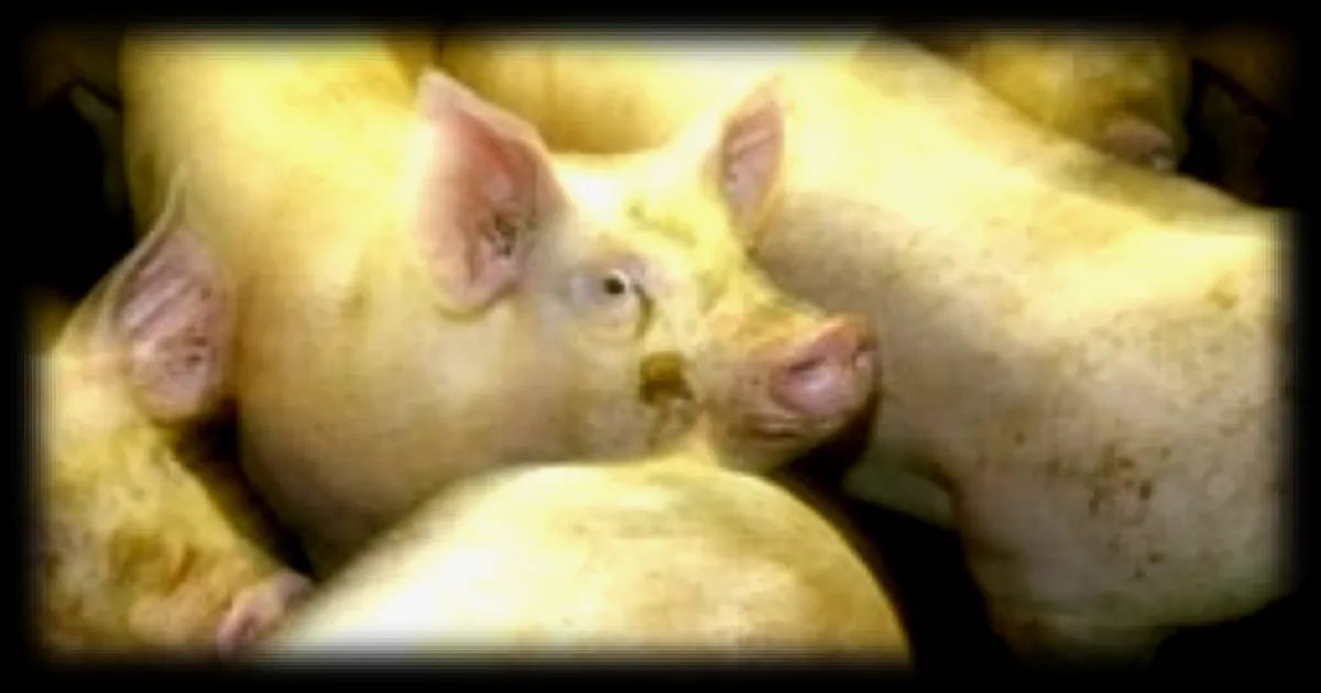Incendie dans une porcherie en Sarthe : une quarantaine de cochons pris au piège des flammes
